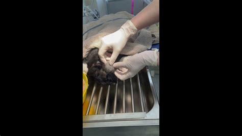 Cat Bite Abscess Graphic Veterinary Surgery Youtube