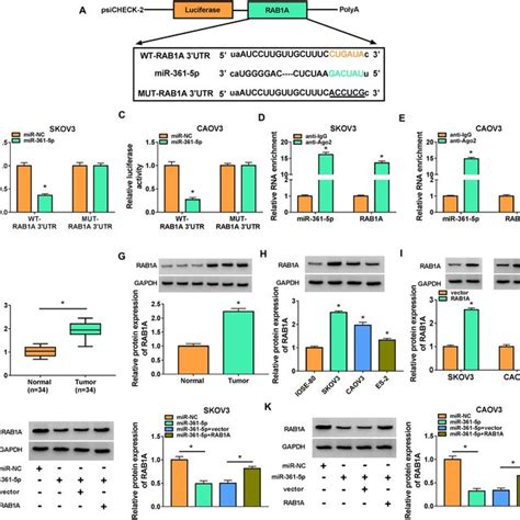 Rab A Was Directly Regulated By Mir P In Oc Cells A The