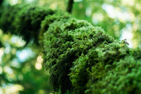 Image An Extreme Close Up Of Moss Growth On Tree Branch High Res Stock