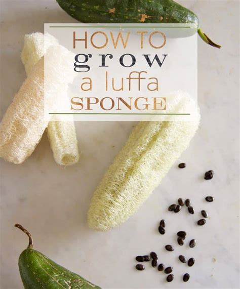 The Ultimate Guide To Growing Luffa Loofah Spongesthe Art Of Doing Stuff