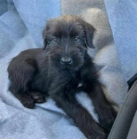 15 Photos Of Giant Schnauzer Puppies That Make Everyone Fall In Love ...