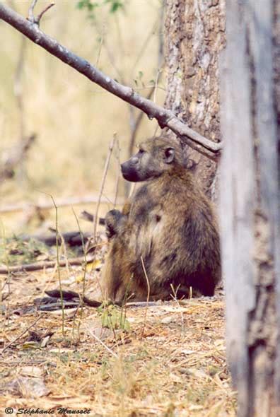 Baboon Sitting In The Bush