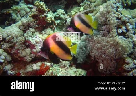 Fish Of The Red Sea Red Sea Bannerfish Heniochus Intermedius Fish