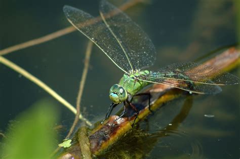 Dragonfly Naturaleza Insecto Foto Gratis En Pixabay Pixabay