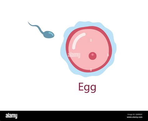 Ovule With Sperm Female Fertility Cell Oocyte Woman Reproductive