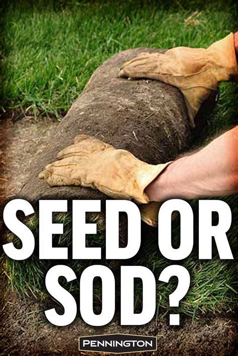 Benefits And Disadvantages Of Grass Seed Vs Sod In 2023 Planting Grass Seed Grass Seed Best