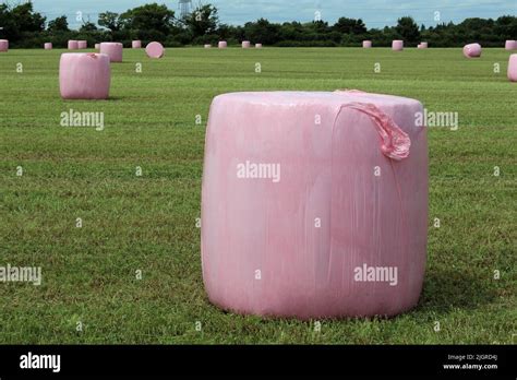 Mown Grass Field With Pink Plastic Wrapped Round Silage Bales With A