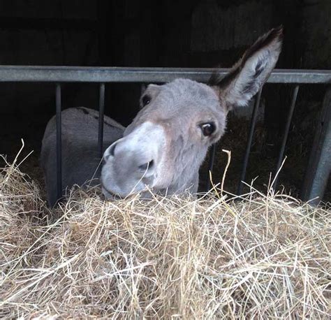 What Does a Donkey Eat? [And What Not to Feed Them?]