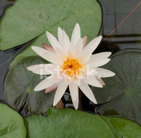 Yellow Water Lily Stock Photo | Royalty-Free | FreeImages