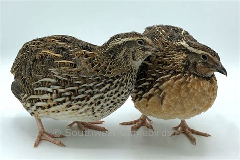 Female Quail Bird