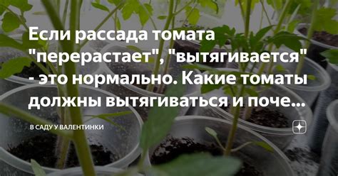 Если рассада томата "перерастает", "вытягивается" - это нормально ...