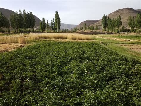 Les Labels Agricoles Au Maroc Sentiment Dinachevé — Mohammed Bajeddi