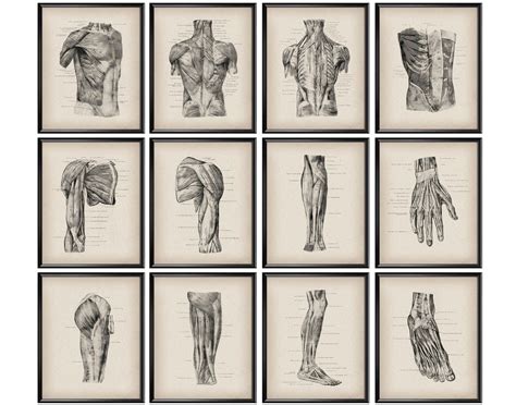 12 Anatomical Print Vintage Anatomy Poster Muscular System Etsy