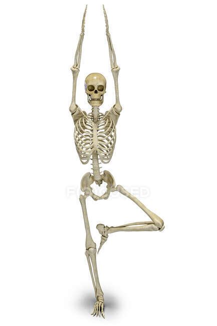 Human Skeleton In Yoga Tree Position Or Vrikshasana Computer