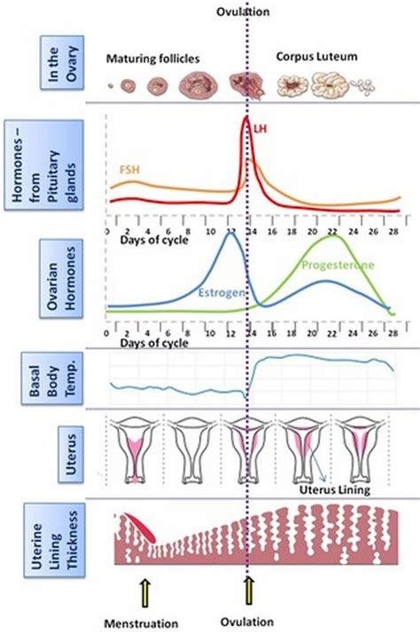 The Pcos Journey And Fertility The Normal Cycle Vs The Pcos Cycle