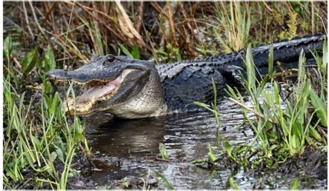 Descubre Las Bestias M S Mortales Que Acechan En Florida