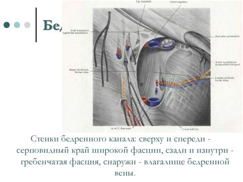 Топографическая анатомия нижней конечности - презентация онлайн