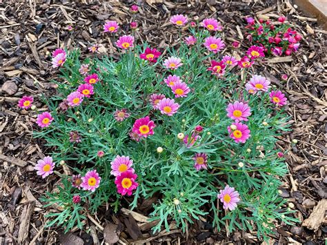 How To Grow And Care For Marguerite Daisies TheHappierGarden