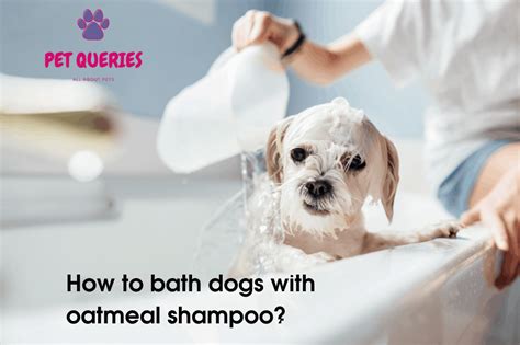 What is an Oatmeal bath? Recipe of homemade Oatmeal shampoo for dogs. – Pet Queries