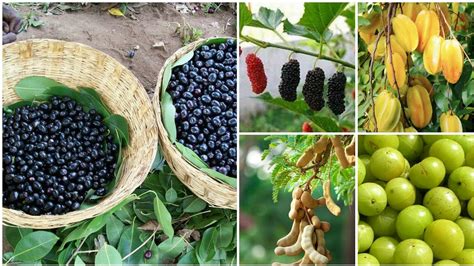 56 Wild Sour Edible Fruits Of India Indigenous Fruits Tribal Area Fruits Youtube