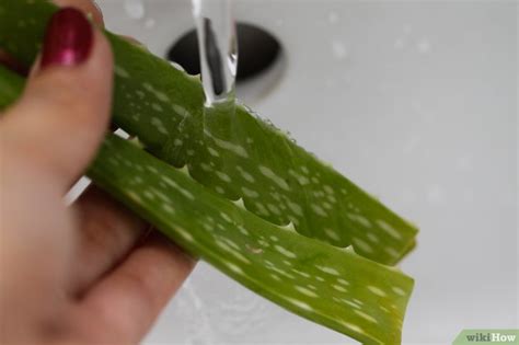 Come Estrarre Il Succo Dell Aloe Vera Passaggi