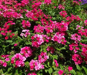 Verbena EnduraScape Hot Pink From University Of Georgia Trial Gardens