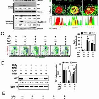 Nac Aap Attenuated Necroptosis At The Presence Of Caspase And Ripk