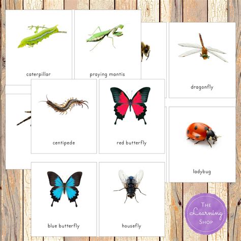 Montessori Insect 3 Part Cards Insects Montessori Picture Cards