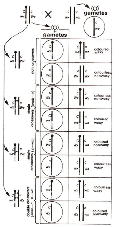 Creighton and McClintock's experiment in corn | Linkage and Crossing ...