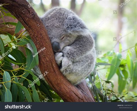 Baby Koalas In Trees