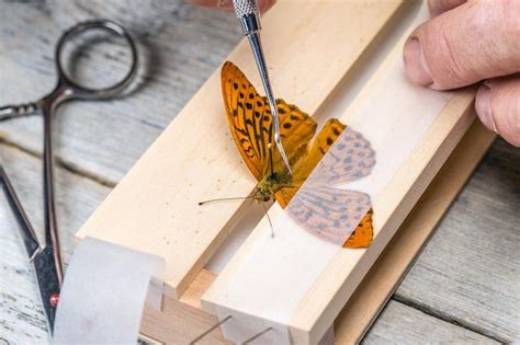 Premium Photo Man Spreading Butterfly Wings