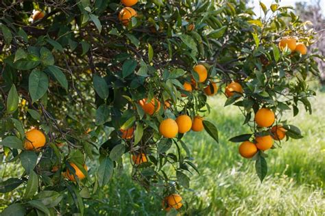 Como Cultivar Rvores Frut Feras Em Vasos Veja Algumas Dicas De Manejo