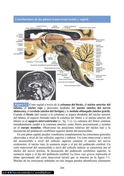 Neuroanatomía clínica Texto y atlas 9a edición Duane E Haines pdf