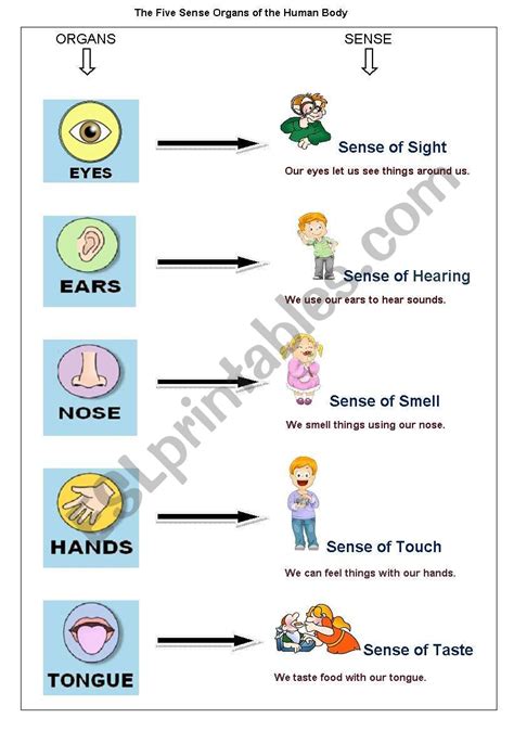 The Five Sense Organs Of The Human Body Esl Worksheet By Biswas Deblina