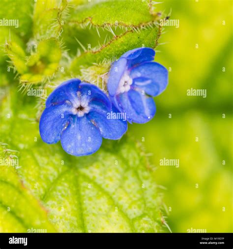 The Small Blue Flowers Of A Green Alkanet Plant Stock Photo Alamy