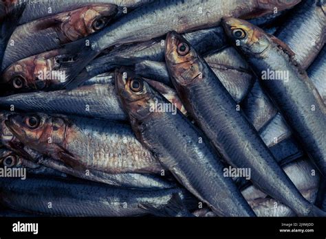 Sardines Pilchards Sardina Pilchardus Home Cooking Fishmongers