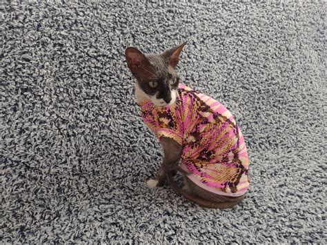 Sphynx Cat Clothes Bambino Sphynx Clothes Hairless Cat Etsy