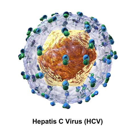 Hepatitis C Virus Quip Labs