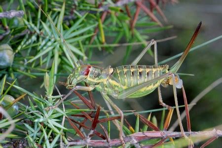 Dinarippiger Discoidalis Siodlarka Dalmacka Insektarium