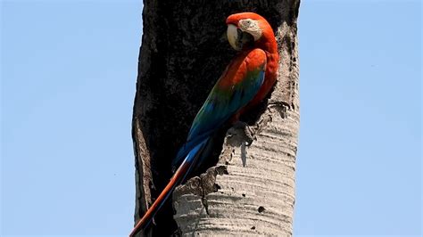 RED AND GREEN MACAW ARA CHLOROPTERUS ARARA VERMELHA Couple Nesting