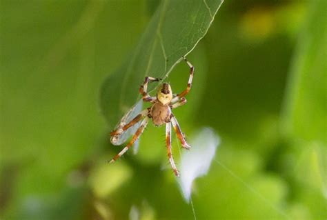 Marmerspin Araneus Marmoreus Piet Koning Flickr