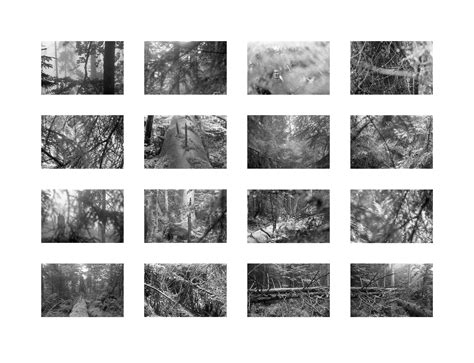 Quiet waters, torn moss – Petr Košárek