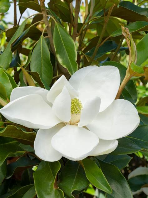 Magnolia Tree Types And Magnolia Tree Care Hgtv