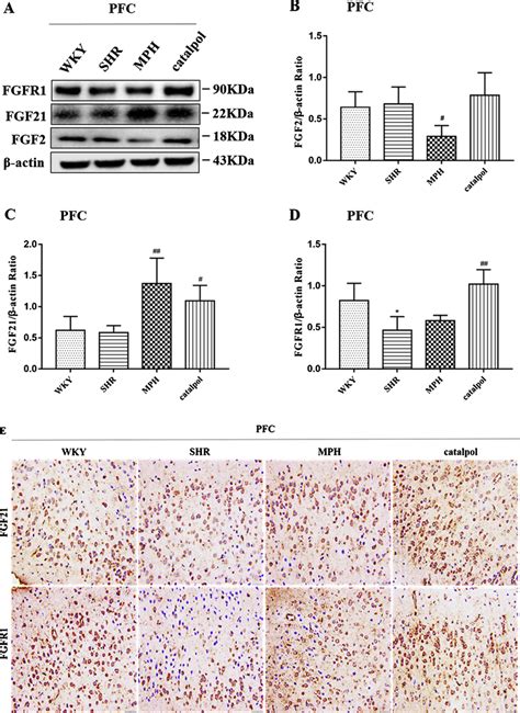 The Effect Of Catalpol On The Expression Of Fgf Fgf And Fgfr In