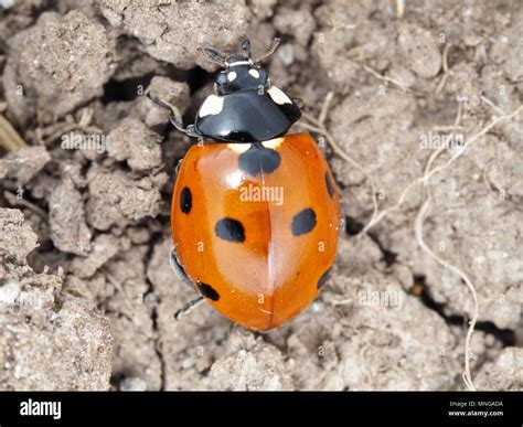 Seven Spot Ladybird Seven Spotted Ladybug Hi Res Stock Photography And