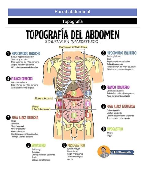 Pared Abdominal Capítulo 6 Libro Anatomia Clinica De Pró Resumen