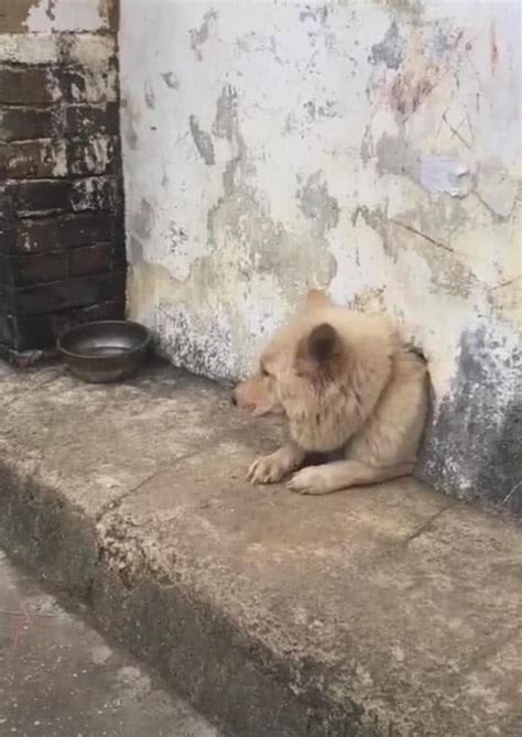 狗狗躲在狗洞中，只留有一颗头在外面，路人看去瞬间担心起它狗狗主人坏人新浪新闻