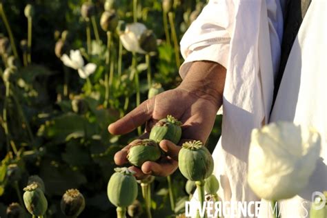 Des Agriculteurs Afghans Continue De Cultiver Du Pavot Opium