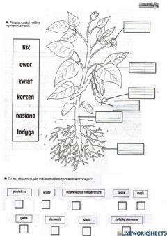 Budowa rośliny czego rośliny potrzebują do życia Language Polish
