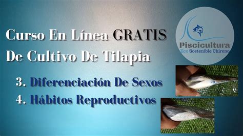 Diferenciaci N De Sexo H Bitos Reproductivos Curso En L Nea